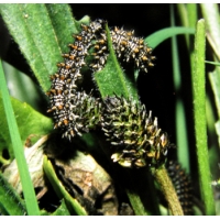 Heath Fritillary athalia Egg mass Heath Fritillary athalia Egg mass